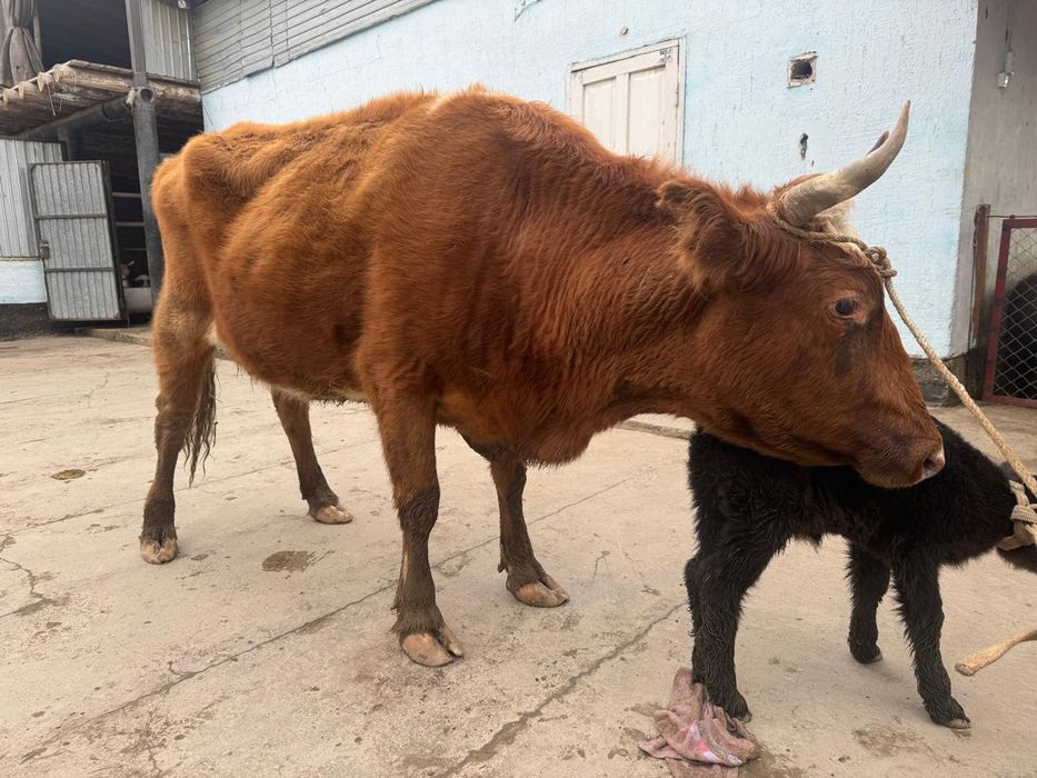 Сары бұзаулы сиыр