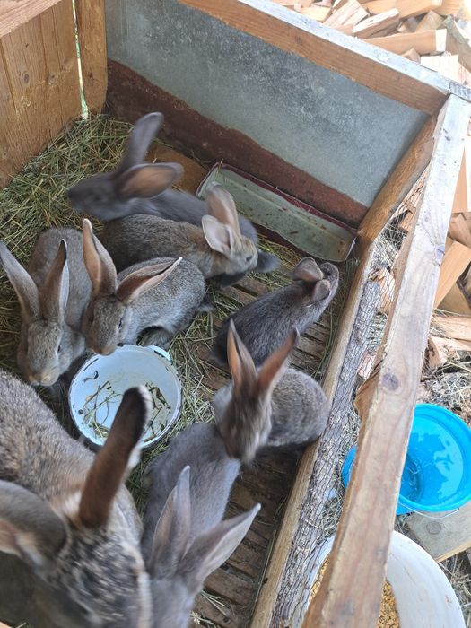 Vând iepurași  crescuți natural