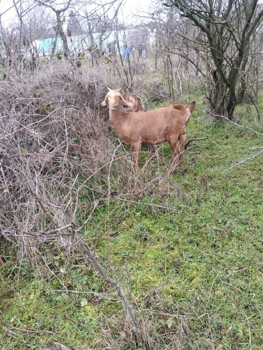 Capre anglo -nubiene