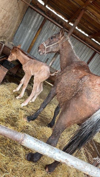 Құлынды биелер сатылады