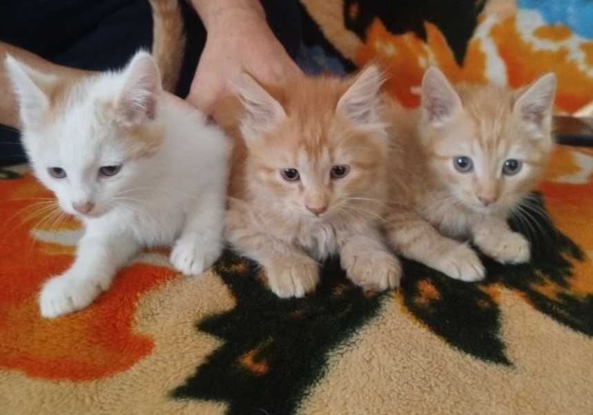 Котёнок местной породы