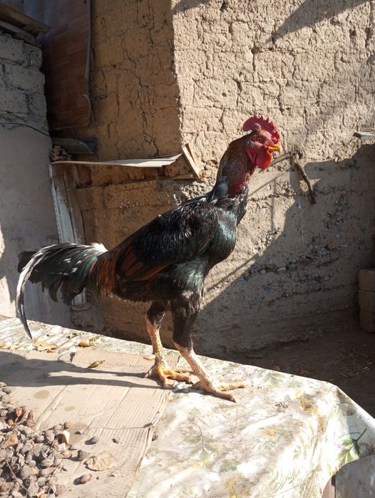 Шолпан кораз есть