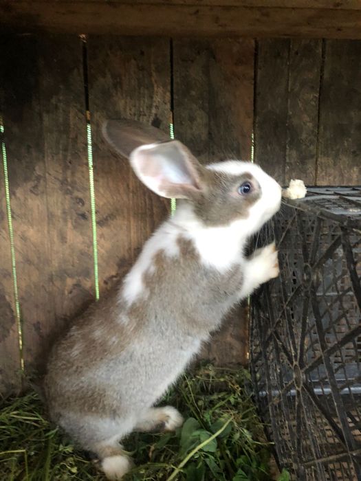 Vând  Iepuri  rasa comuna