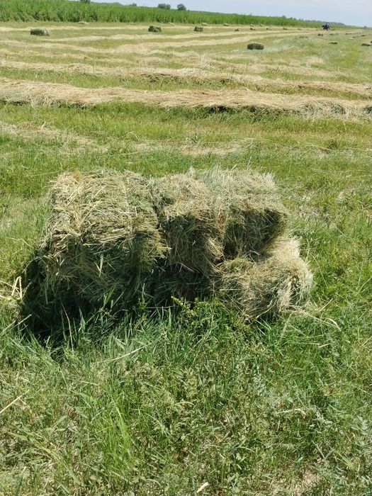 Жоңышқа шөп сатылады
