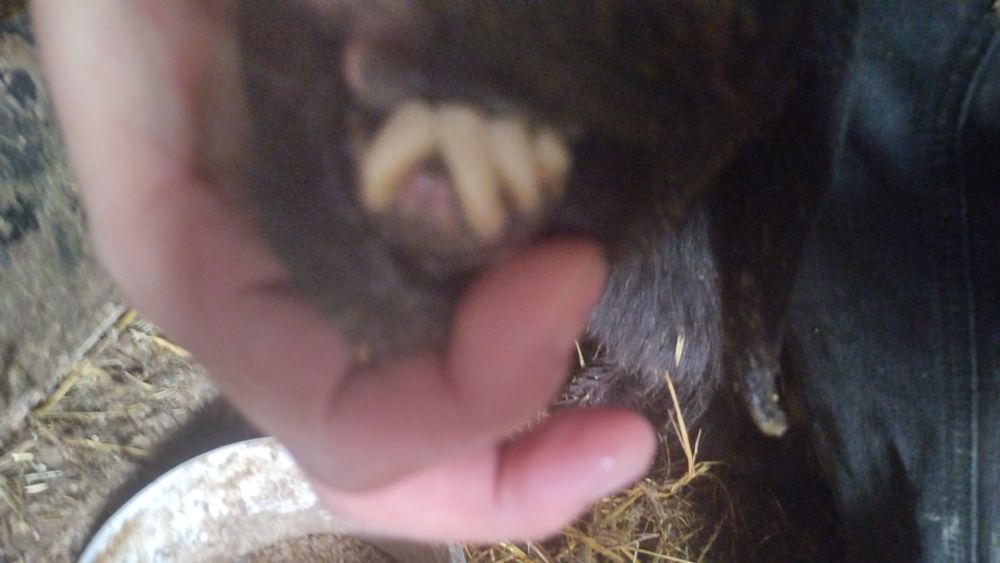 Қой, саулық, кәрі емес