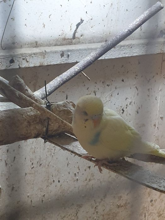 Продаются попугай волнистые разных цветов