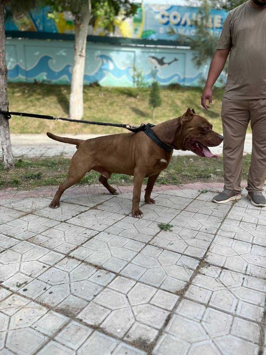Продам чистокровных щенков питбуль Red Nose The red nose pit bull
