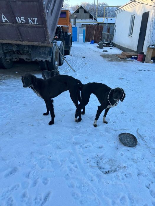 Тазы күшіктер сатылады