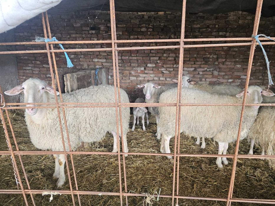 ---Овце и Коч---