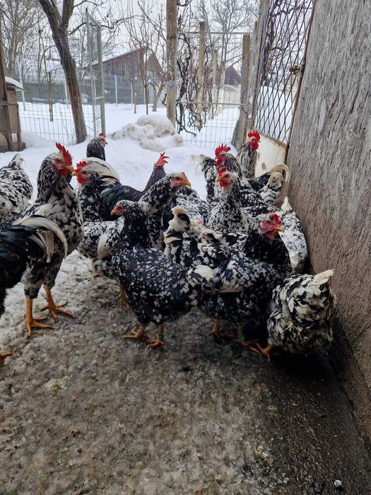 Vand familie gaini pita pinta