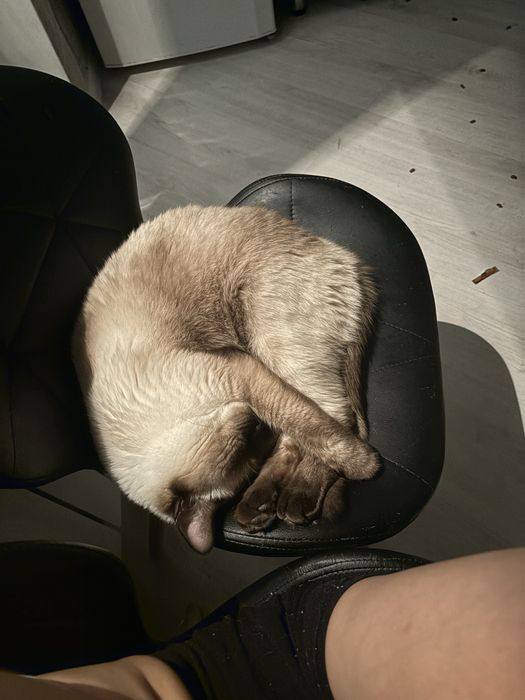 Кастрированный домашний кот