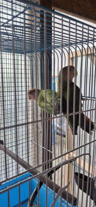 4 perechi de agapornis