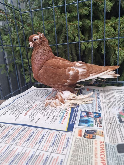 Продам голубку чанку