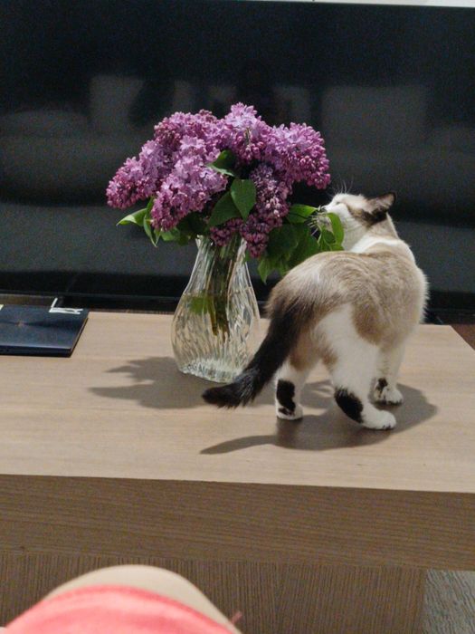 Отдам кошку в хорошие руки