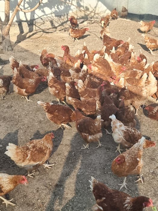 Ломан браун  Несутся (Несушки)