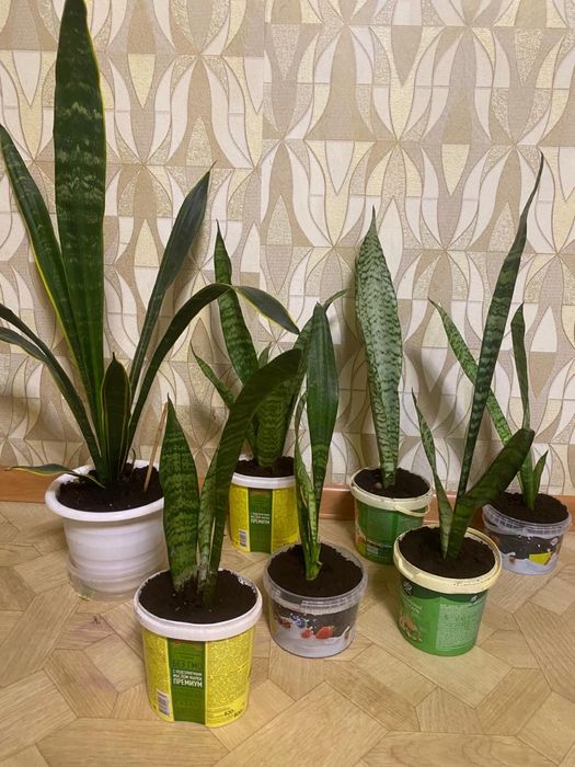 Продам цветы разных размеров недорого