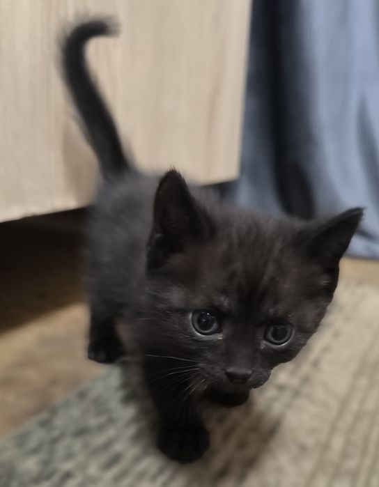 Отдам котят бесплатно