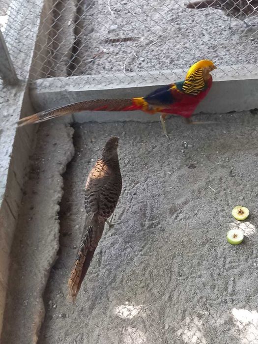 Продаются Золотые фазаны