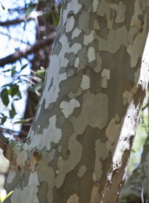 Семена Платана ( Чинар)