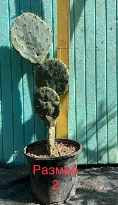 Смокиня индийска два вида, Кактус опунция, Opuntia ficus-indica Etna