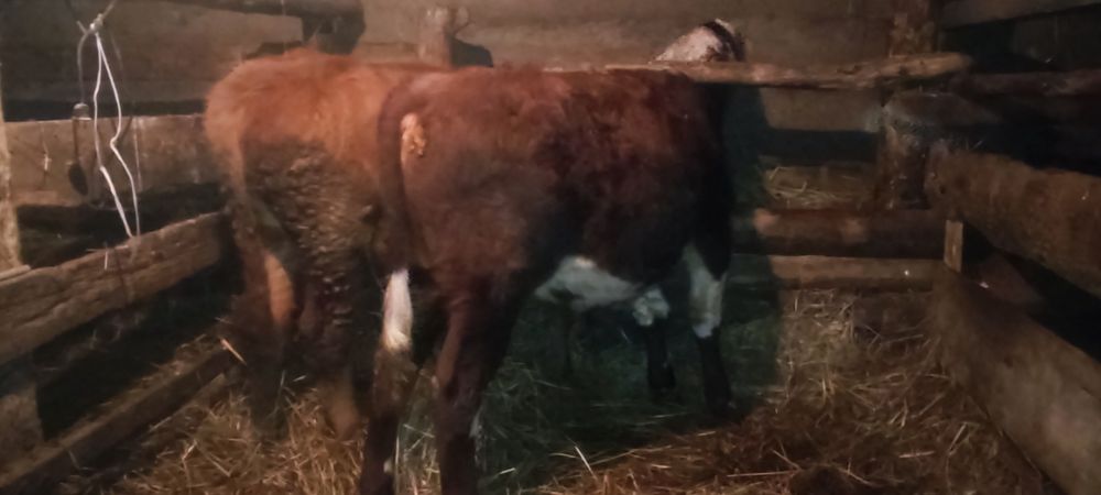 Продам бычки год