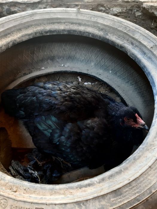 Курки макёнлар ,наседки куры сотилади