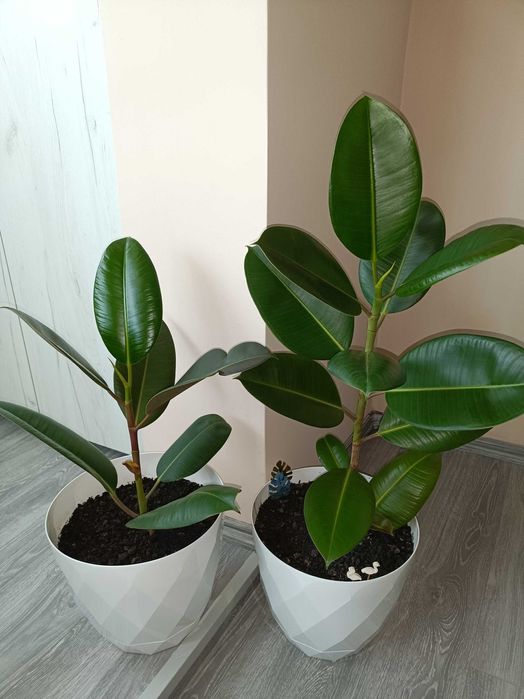 Ficus elastica clasic preț fix