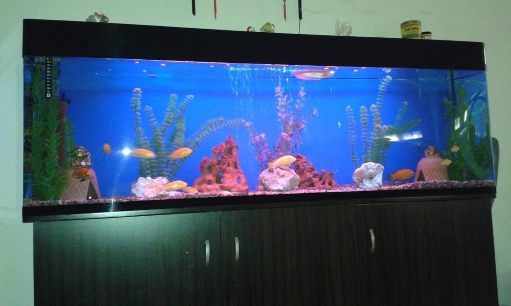 Качественно обслужим Ваш аквариум