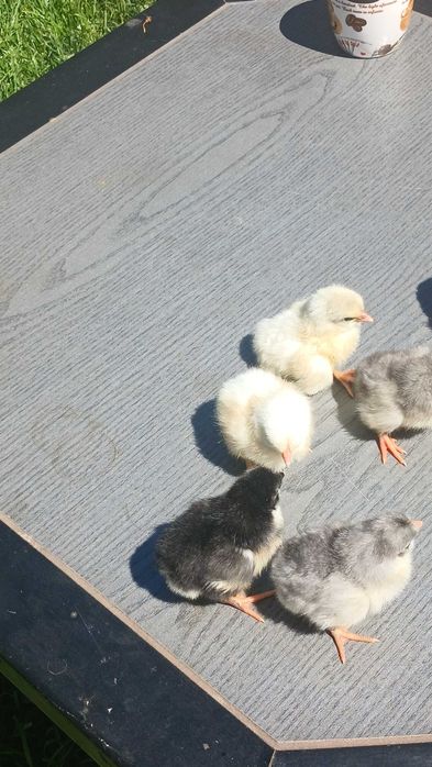 Puișorii de gaina italiană