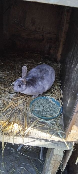 Iepuri rex pitic berbec pitic