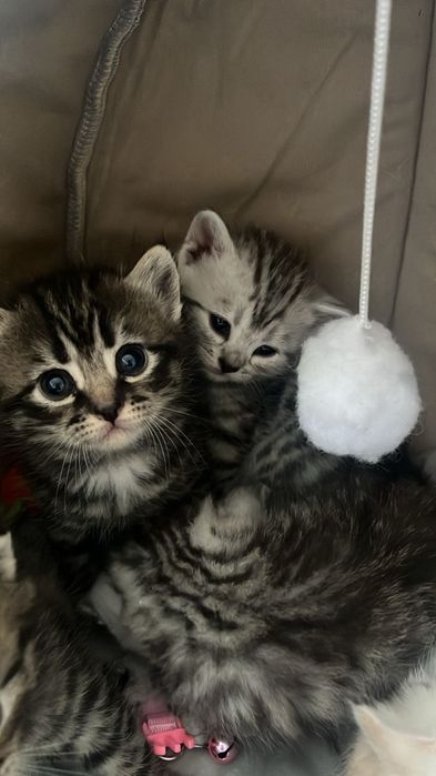 Продам котенок мальчик