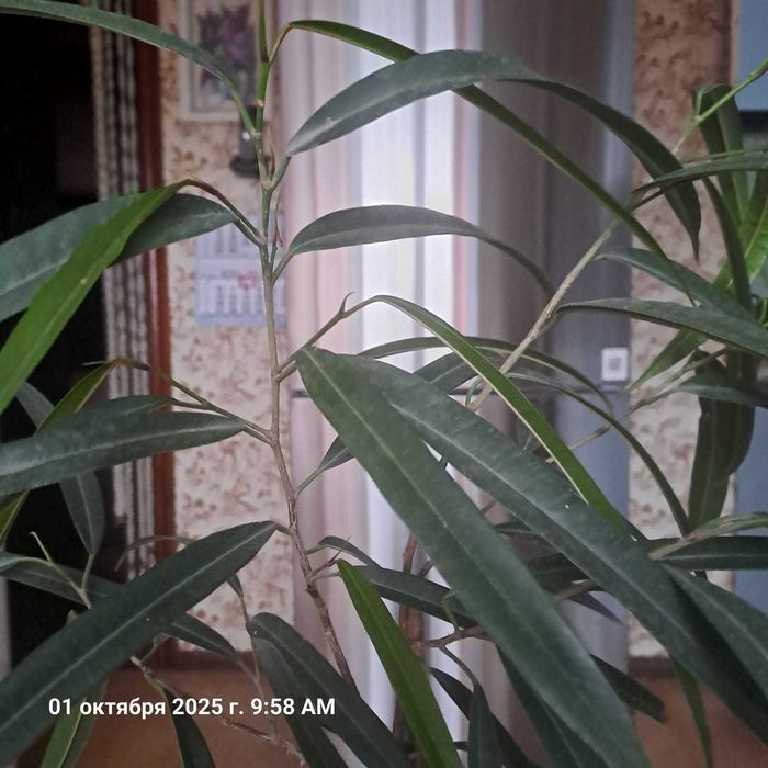 Продается Фикус Али