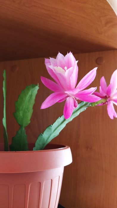 Vând cactus Epiphyllum