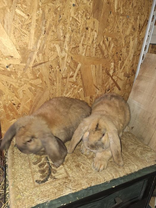 Iepuri berbec german