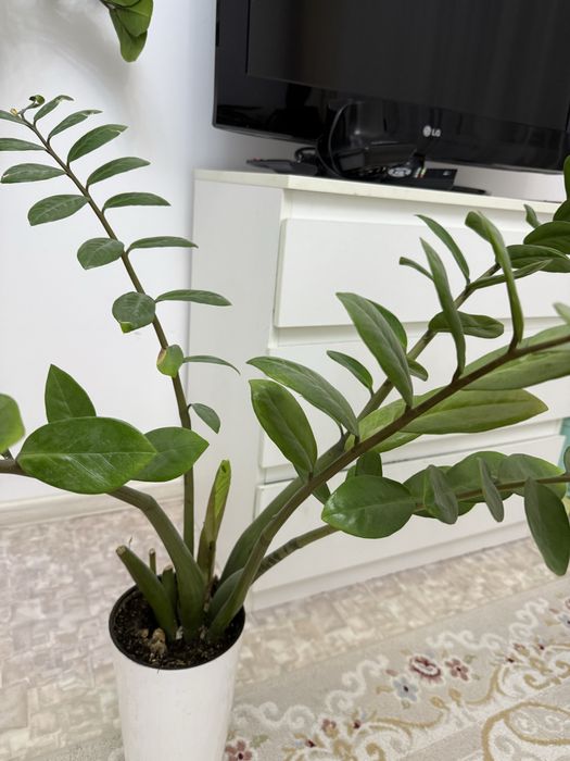 Продам долларовое дерево