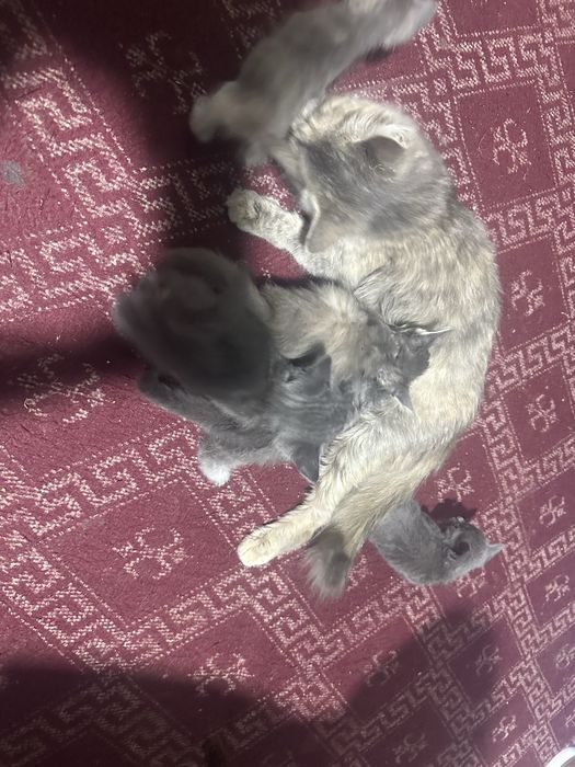 Котята отдам в хорошие руки