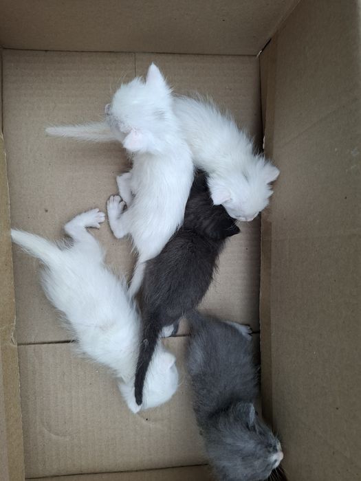 Отдам котят в хорошие руки