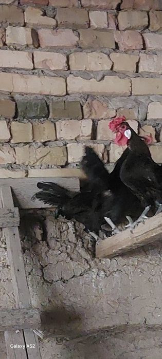 Yapon xo‘rozlar sotiladi. Продаются японские петухи.