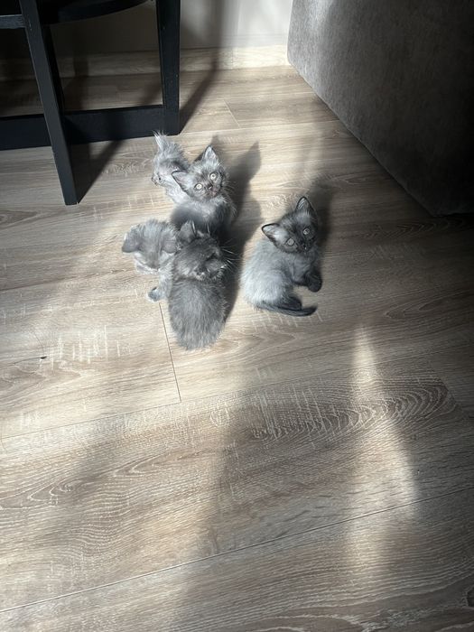 Котята в хорошие руки