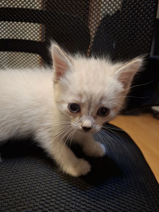 Отдаем котят 3 мальчика 1 девочка