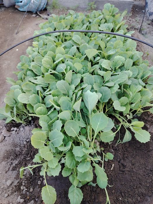 Продам рассаду помидоры, капуста, баклажаны