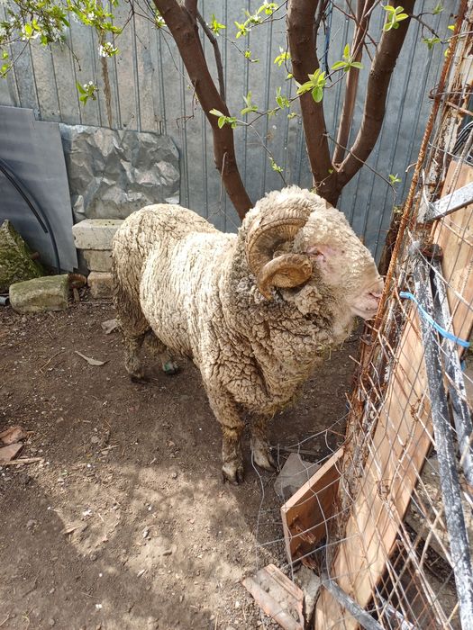 Vând/schimb berbec merinos!(Schimb cu capră de rasă)