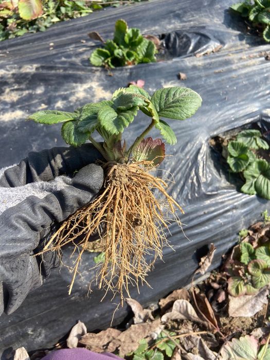 Stoloni capsuni soiul Asia si Clery.  1Ron/buc