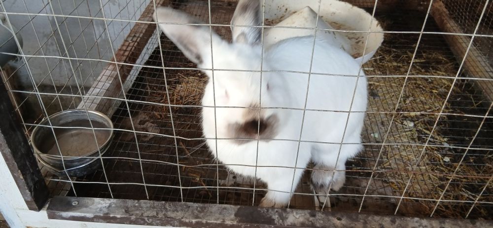 Продаются кролики.