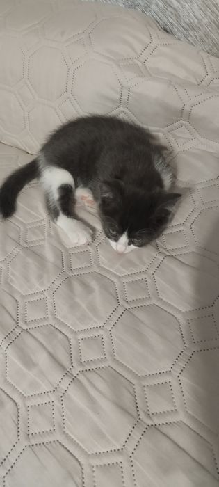 Отдам в хорошие надёжные руки