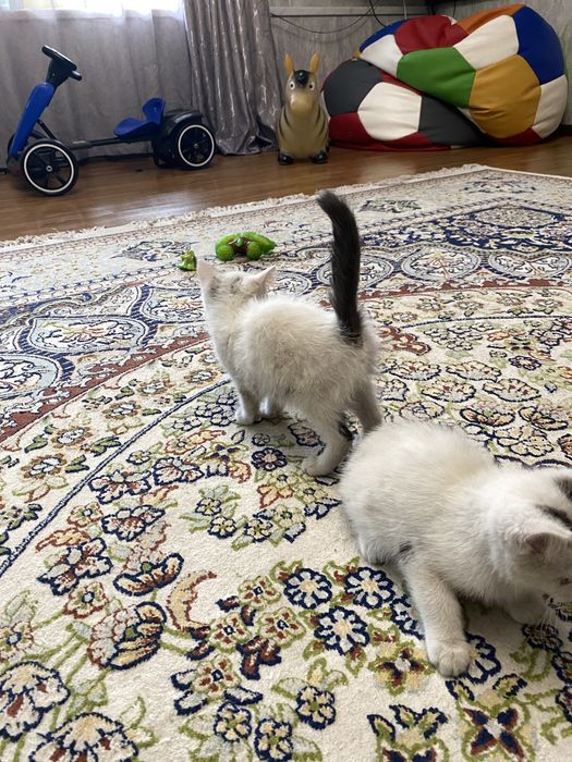 Отдам бесплатно котят
