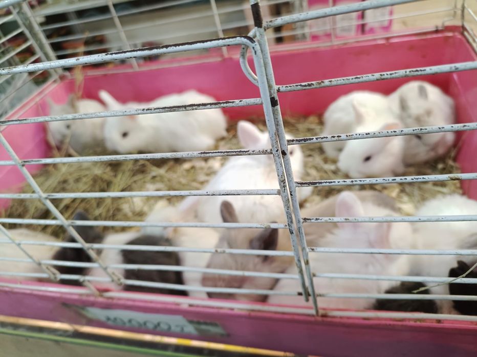 Кролики декоративные