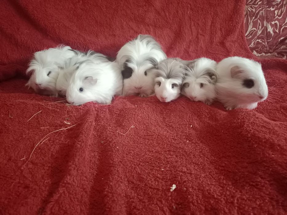 Продаются морские свинки