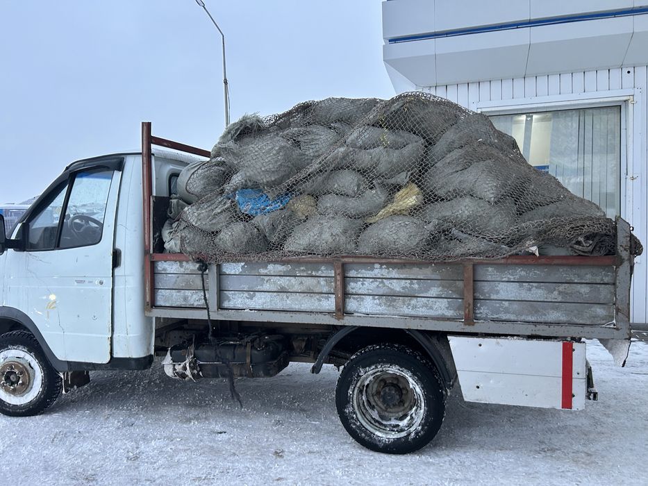 Мусыр шығару вывыз мусыр