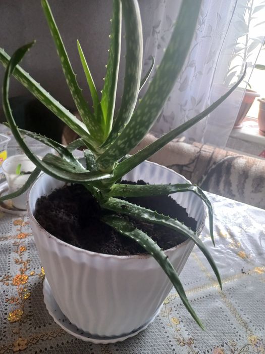 Комнатные цветы не дорого